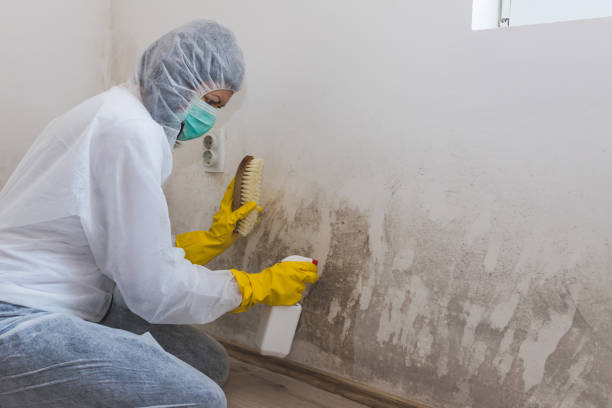 Best Home Mold Removal  in Southside Place, TX