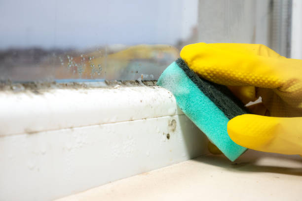 Best Commercial Mold Removal  in Southside Place, TX