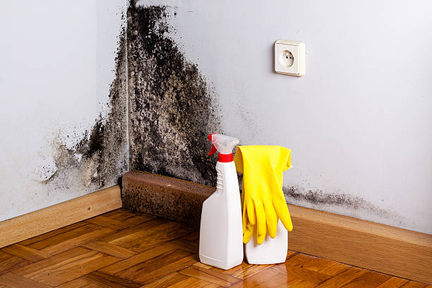 Certified Mold Removal in Southside Place, TX