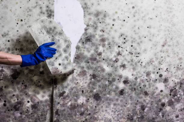 Best Certified Mold Removal  in Southside Place, TX