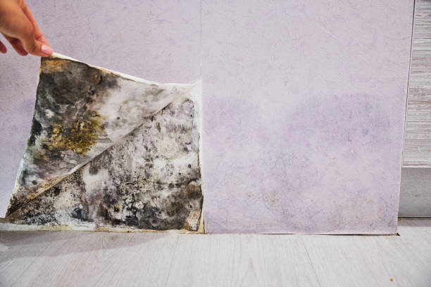 Best Attic Mold Removal  in Southside Place, TX